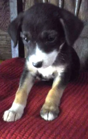 Cachorro raça  idade 2 a 6 meses nome sem nome