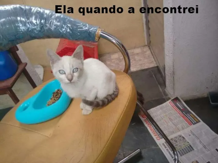 Gato ra a viralata idade 2 anos nome Kisha CASTRADA