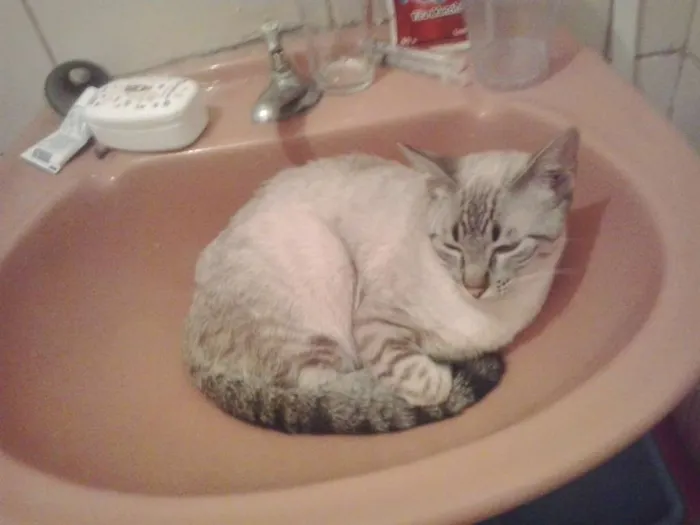 Gato ra a srd idade 2 a 6 meses nome Tigrinho