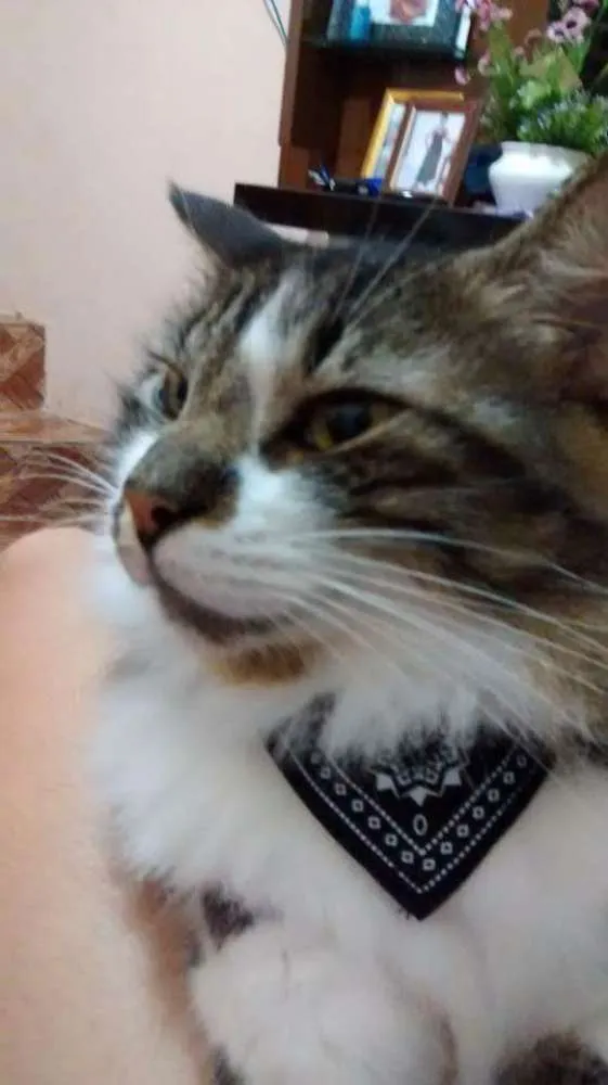 Gato ra a Srd idade 5 anos nome Eddy