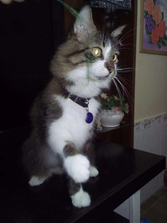 Gato ra a Srd idade 5 anos nome Eddy