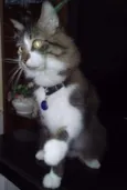 Eddy