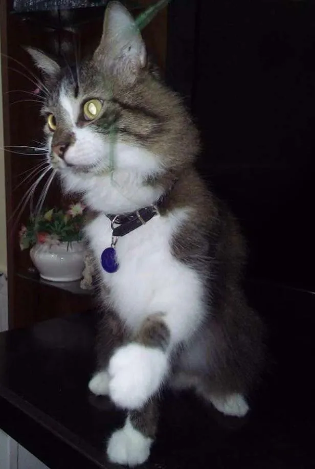 Gato ra a Srd idade 5 anos nome Eddy