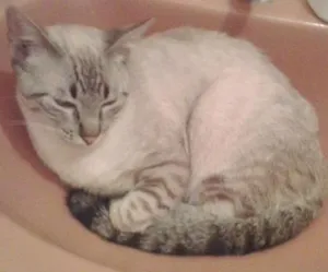 Gato raça srd idade 2 a 6 meses nome Tigrinho