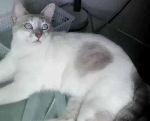Gato ra a viralata idade 2 anos nome Kisha CASTRADA