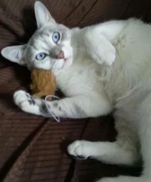 Gato raça viralata idade 2 anos nome Kisha CASTRADA