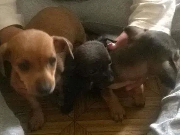 Cachorro ra a desconhecida idade  nome sem nome