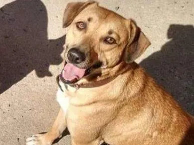 Cachorro ra a vira lata  idade 1 ano nome cacau e piquena 