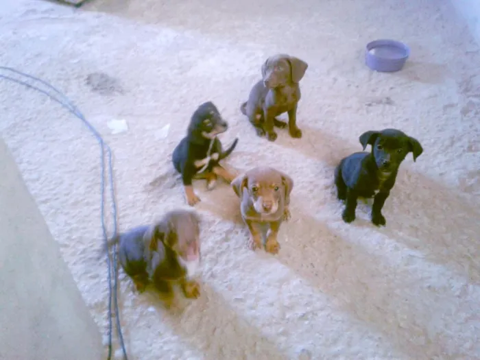 Cachorro ra a vira lata idade 2 a 6 meses nome pequenos