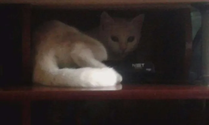 Gato ra a Indefinida  idade 7 a 11 meses nome Mileydi