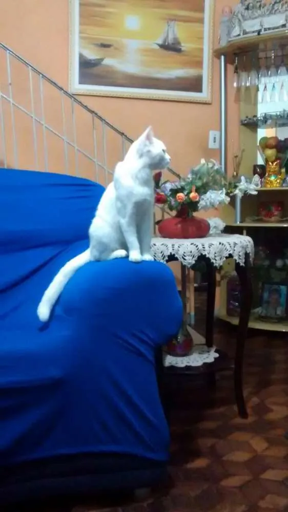 Gato ra a Indefinida  idade 7 a 11 meses nome Mileydi