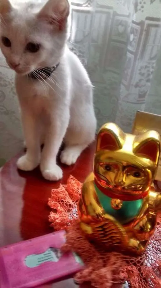 Gato ra a Indefinida  idade 7 a 11 meses nome Mileydi
