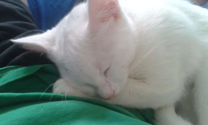 Gato ra a Indefinida  idade 7 a 11 meses nome Mileydi