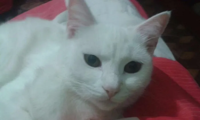 Gato ra a Indefinida  idade 7 a 11 meses nome Mileydi