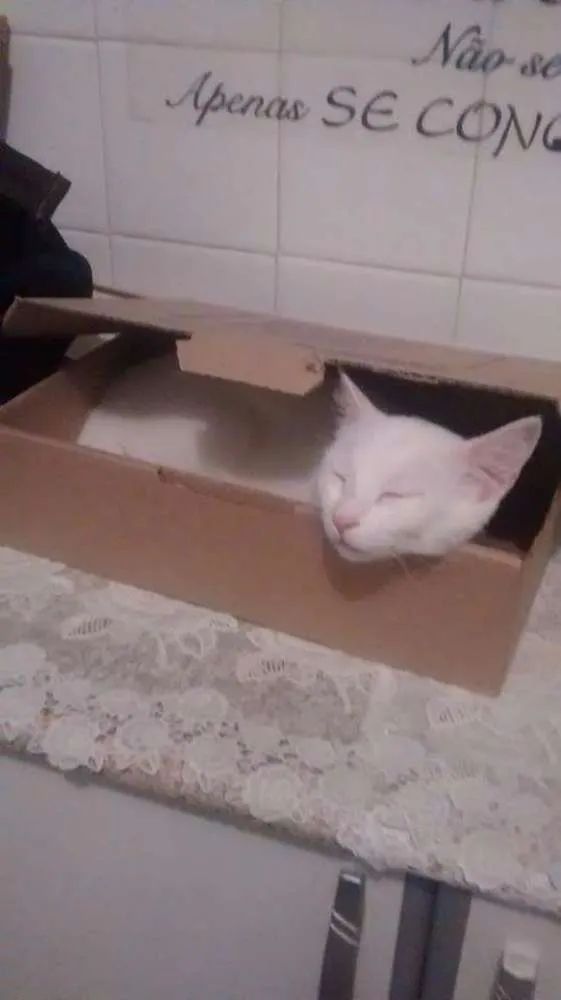 Gato ra a Indefinida  idade 7 a 11 meses nome Mileydi