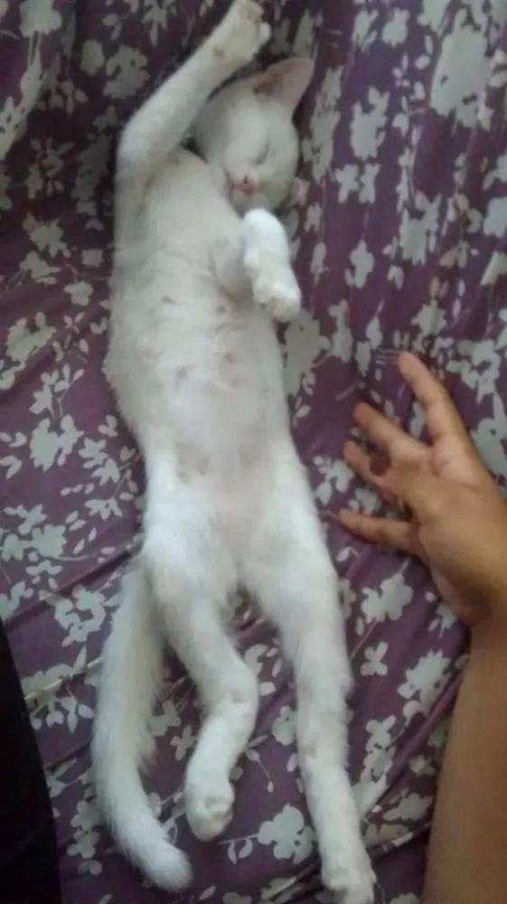 Gato ra a Indefinida  idade 7 a 11 meses nome Mileydi