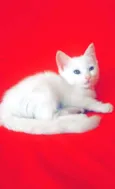 Mileydi