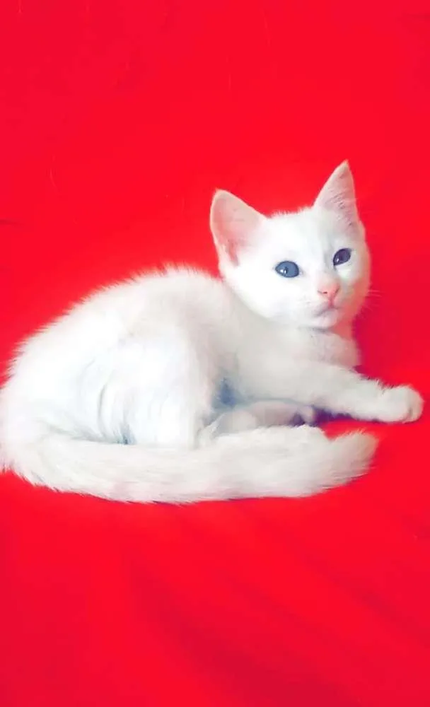 Gato ra a Indefinida  idade 7 a 11 meses nome Mileydi