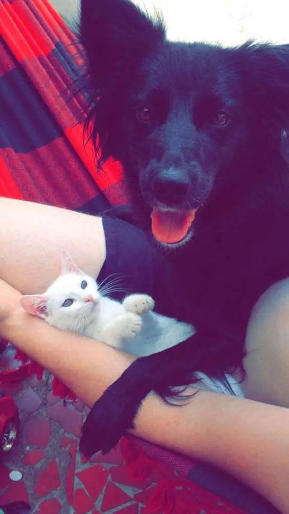 Gato ra a Indefinida  idade 7 a 11 meses nome Mileydi