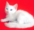 Mileydi