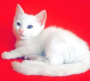 Gato raça Indefinida  idade 7 a 11 meses nome Mileydi