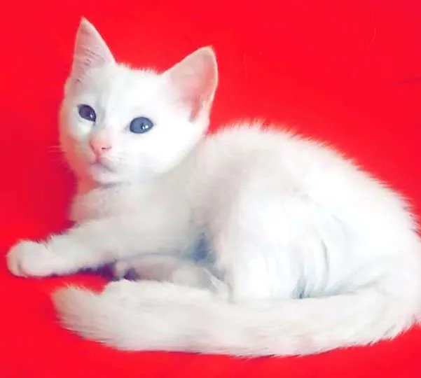 Gato ra a Indefinida  idade 7 a 11 meses nome Mileydi