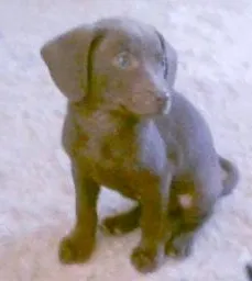 Cachorro ra a vira lata idade 2 a 6 meses nome pequenos