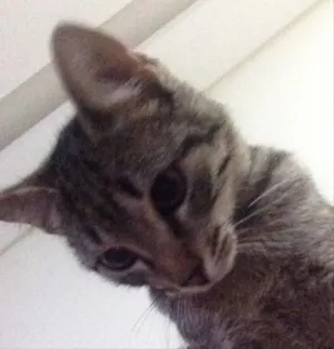 Gato raça Vira lata idade 2 a 6 meses nome Nessa