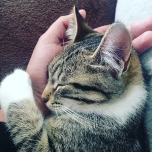 Gato raça Vira lata  idade 2 a 6 meses nome Pata branca