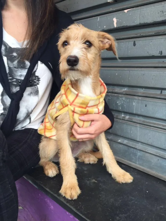 Cachorro raça Srd idade 2 a 6 meses nome Meg