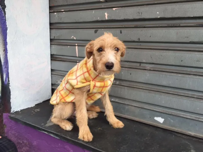 Cachorro raça Srd idade 2 a 6 meses nome Meg