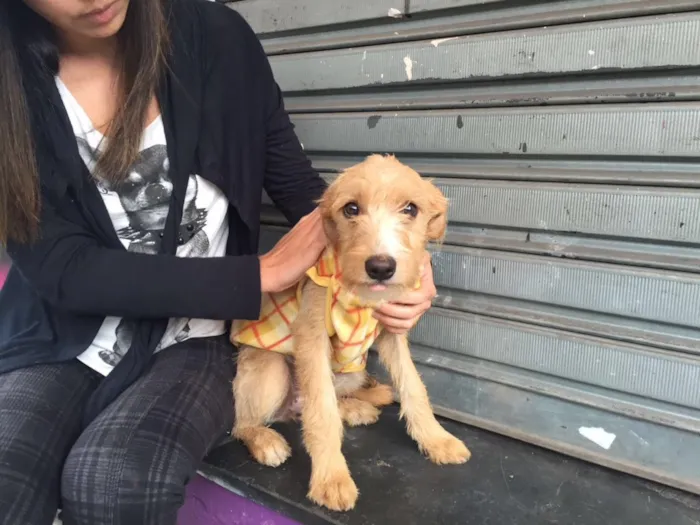 Cachorro raça Srd idade 2 a 6 meses nome Meg