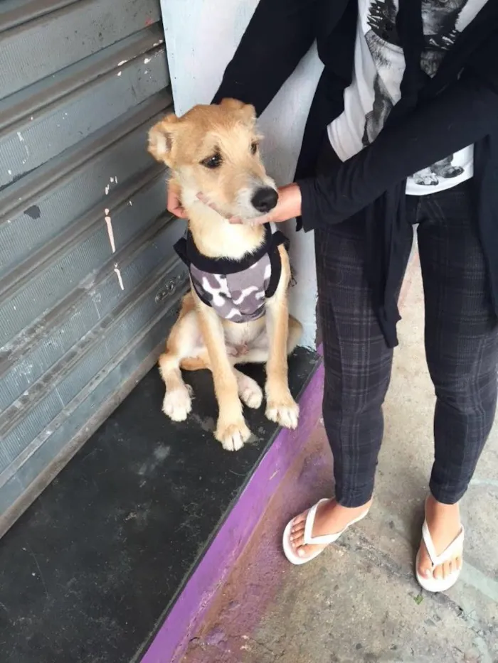 Cachorro raça Srd idade 2 a 6 meses nome Dudu