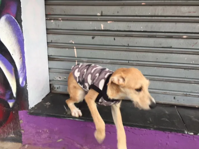 Cachorro raça Srd idade 2 a 6 meses nome Dudu