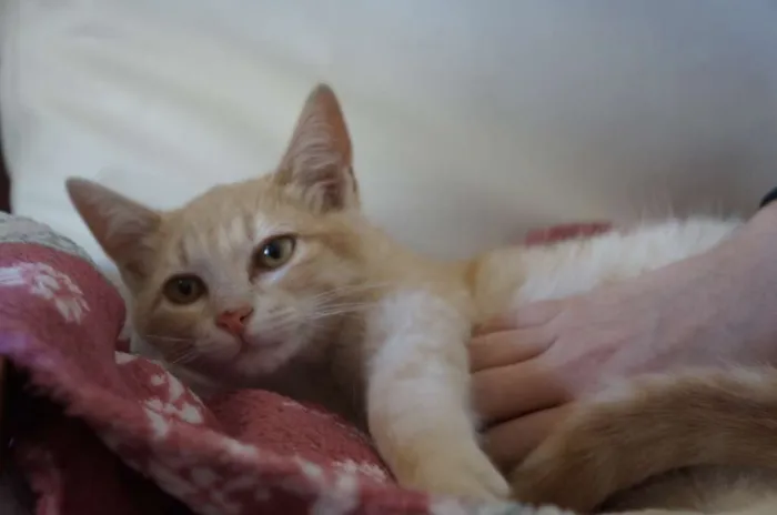 Gato ra a  idade 2 a 6 meses nome Clarinho