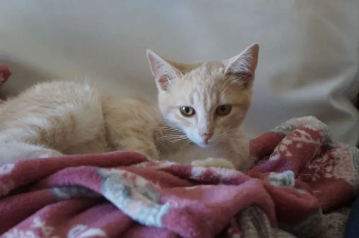 Gato ra a  idade 2 a 6 meses nome Clarinho