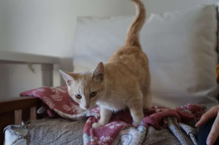 Gato ra a  idade 2 a 6 meses nome Clarinho