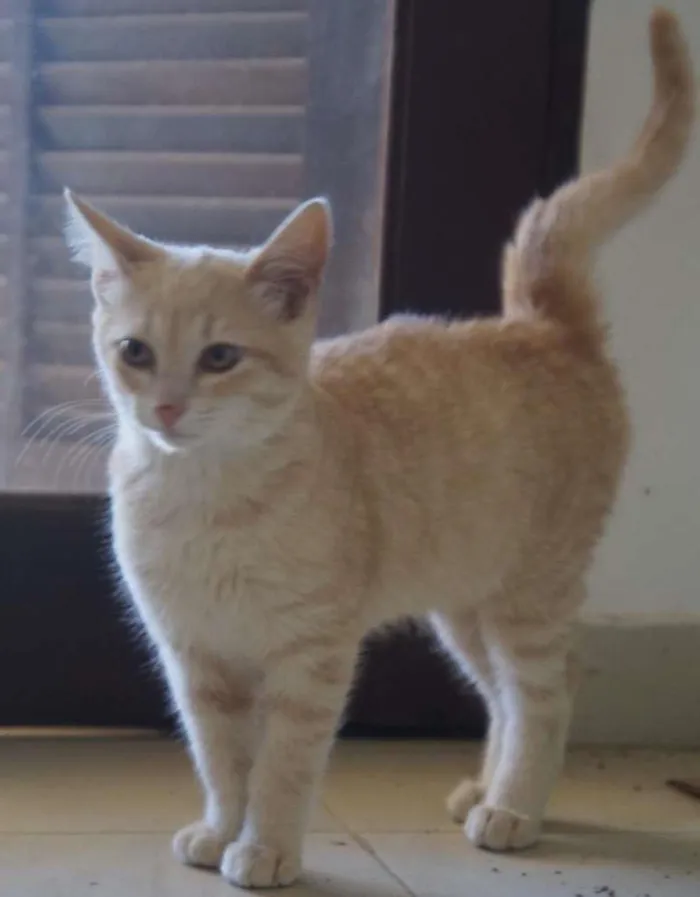 Gato ra a  idade 2 a 6 meses nome Clarinho