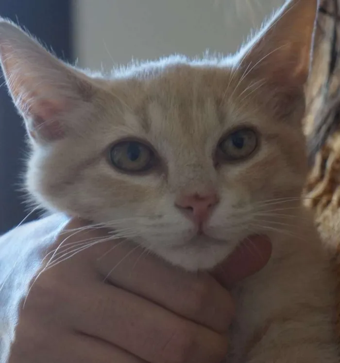 Gato ra a  idade 2 a 6 meses nome Clarinho
