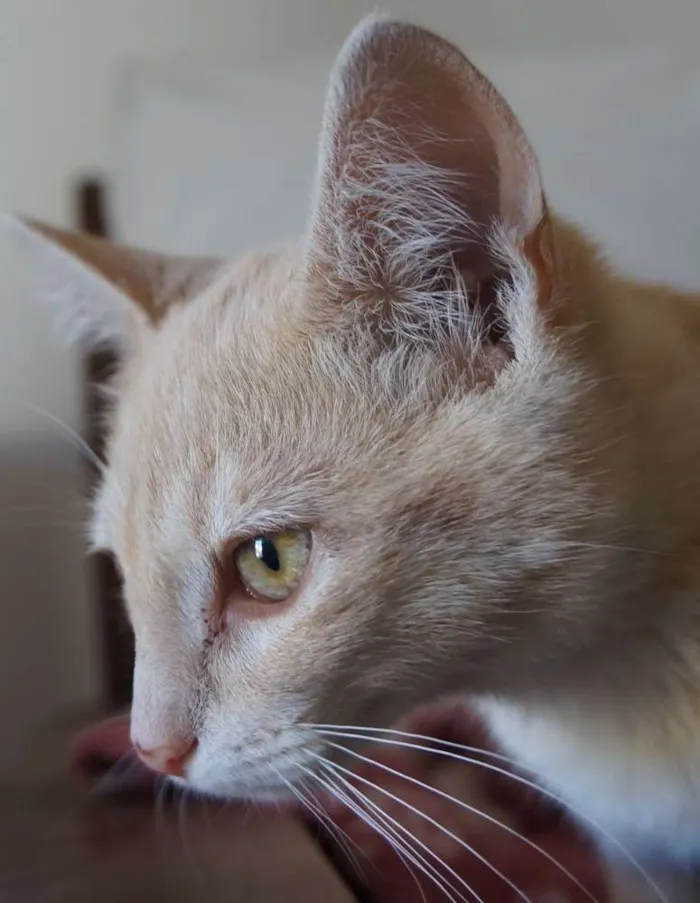 Gato ra a  idade 2 a 6 meses nome Clarinho