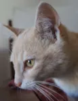 Clarinho