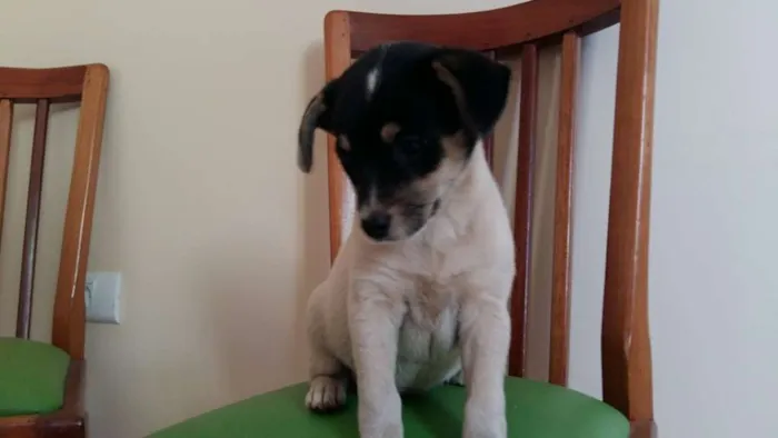 Cachorro ra a Maltês idade Abaixo de 2 meses nome bebe