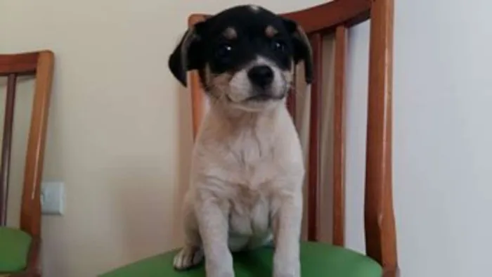 Cachorro ra a Maltês idade Abaixo de 2 meses nome bebe