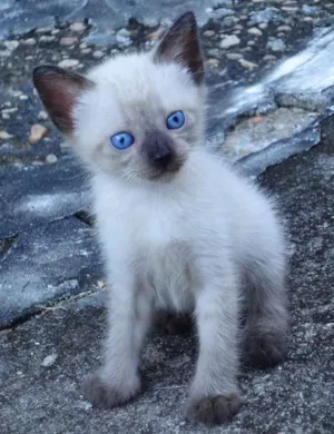 Gato raça Siamês idade Abaixo de 2 meses nome Fofinho