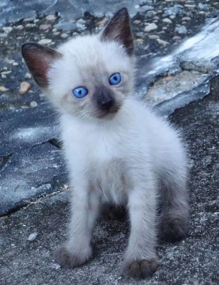 Gato ra a Siamês idade Abaixo de 2 meses nome Fofinho