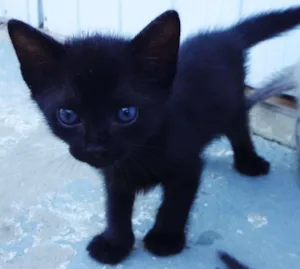 Gato raça comun idade Abaixo de 2 meses nome Pretinho