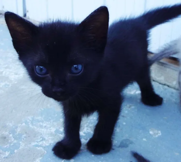 Gato ra a comun idade Abaixo de 2 meses nome Pretinho