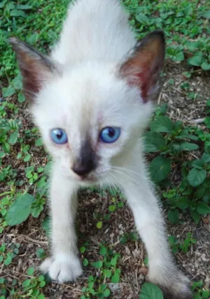 Gato raça Siamês idade Abaixo de 2 meses nome Branquinho