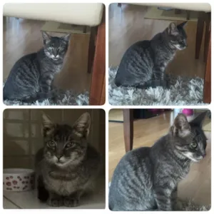 Gato raça SRD idade 2 a 6 meses nome Josh