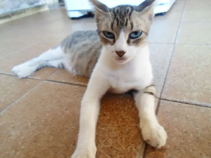 Gato raça não sei idade 5 anos nome sem nome
